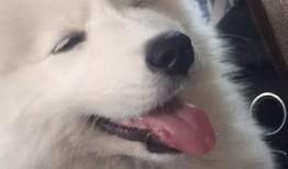 狗砸最新皮肤爆料,炫酷造型，技能特效升级！