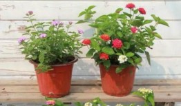 石家庄水厂爆料视频最新,水质安全引关注